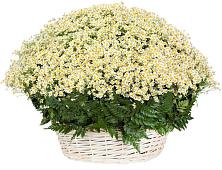 Цветочная композиция из Ромашки в корзине #REPLACE_PRED# Зайцево